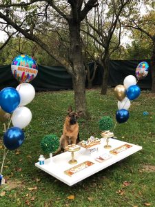 Balony biodegradowalne na urodziny zwierząt – Balonowo Katowice