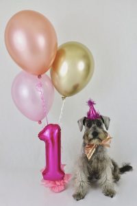 balony z helem na urodziny twojego zwierzaka